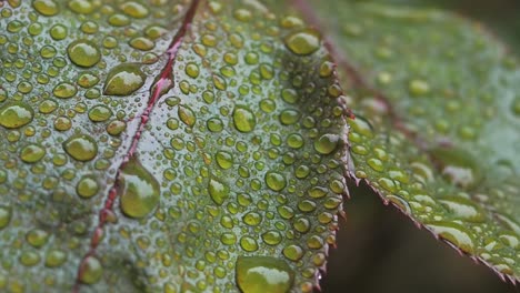 video macro de gotas de agua en hojas de rosa