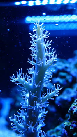 coral bajo el agua