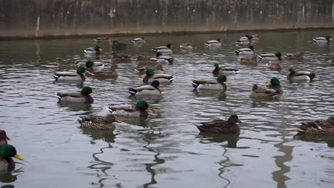 ducks flapping wings in water. brood of ducks