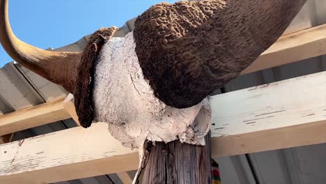 cráneo y cuernos de gnu montados en el exterior de una granja de caza en namibia