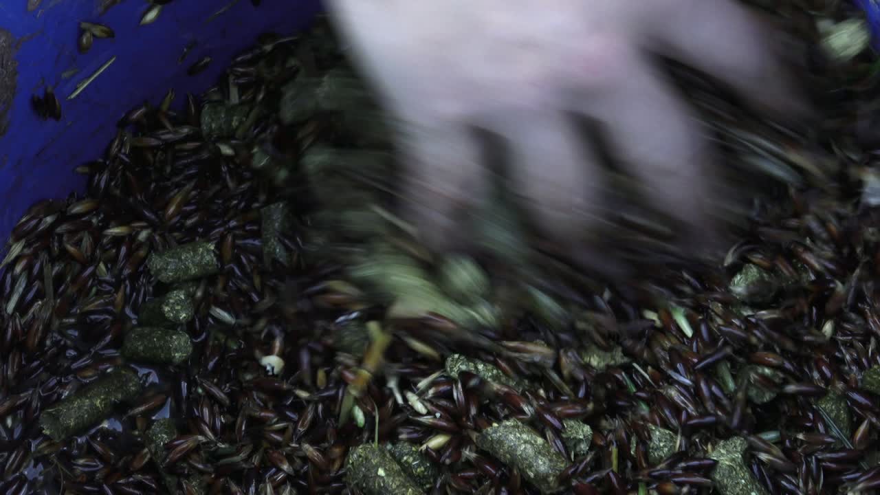 말 먹이: 보리, 오트 곡물 및 보충 그라누레이트.