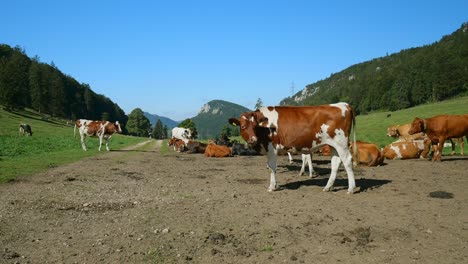 Rebaño-De-Vacas-En-Un-Hermoso-Paisaje-De-Montaña