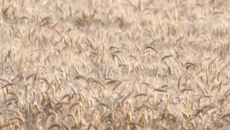 wheat moved by the breeze in a sown field