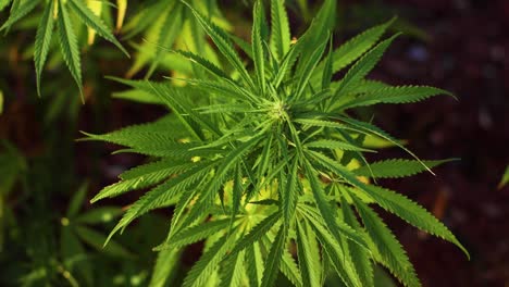 gran cultivo de cannabis en el jardín