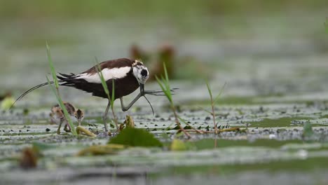 pheasant tailed jacana and chick in rainy day in wetland area