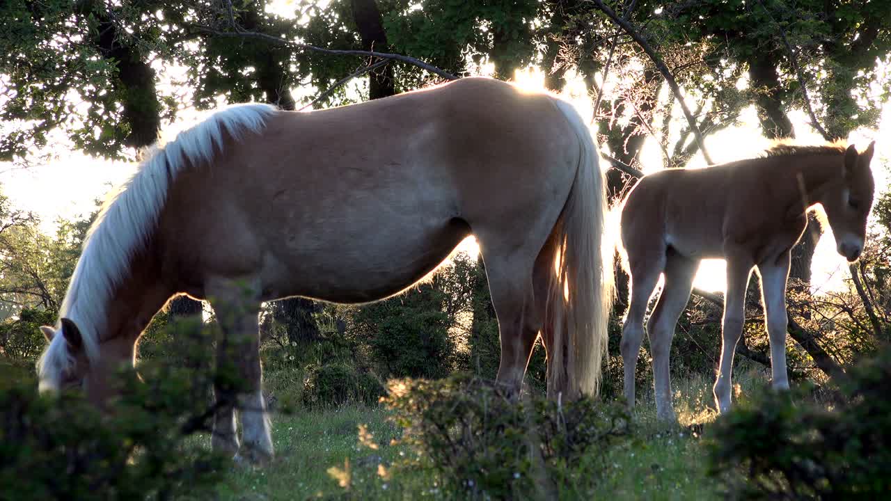 해가 지면 숲속의 야생 말들