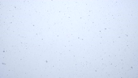 looped seamless footage of fresh white snow falling.