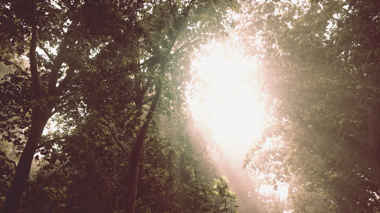 солнечный свет сияет сквозь деревья в лесу