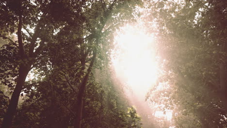 la luz del sol brillando a través de los árboles en un bosque