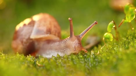 Close-up-of-a-snail-slowly-creeping-in-the-sunset-sunlight.