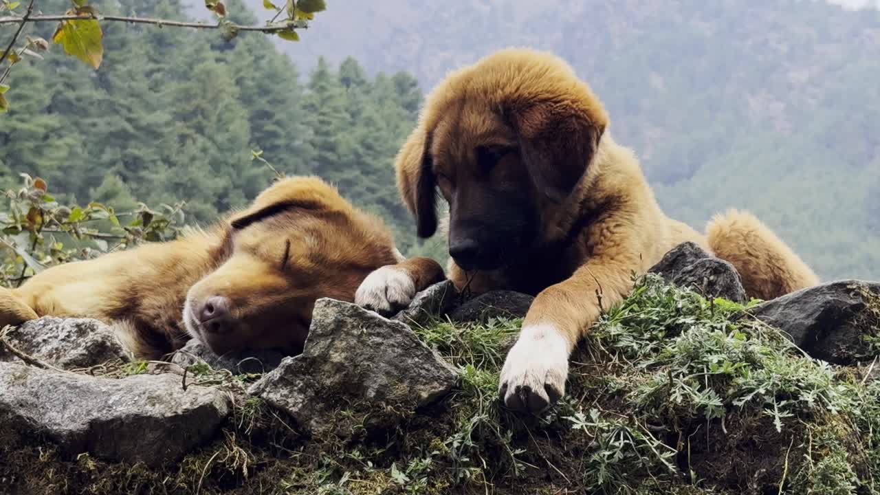 Himalayan dog enjoying the mountain trail to Everest Base Camp, bringing joy and life to the rugged Himalayan landscape.