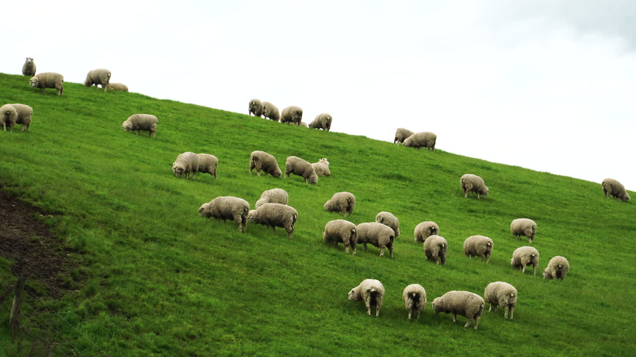 Flock of sheep graze on vibrant green meadow in New Zealand, handheld