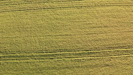 birds eye view of rice fields north of italy,lombardy