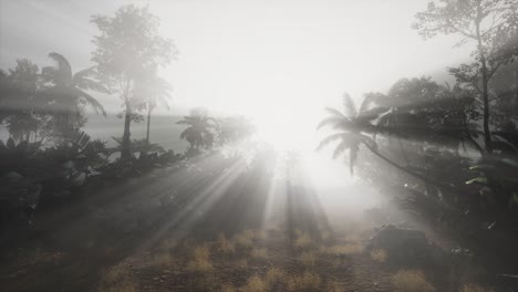 Sunset-Beams-through-Palm-Trees