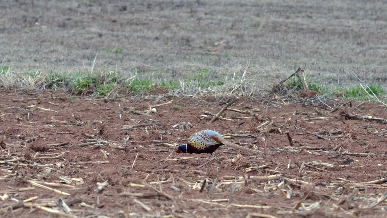A pheasant scratching in the dirt in a field searching for food.