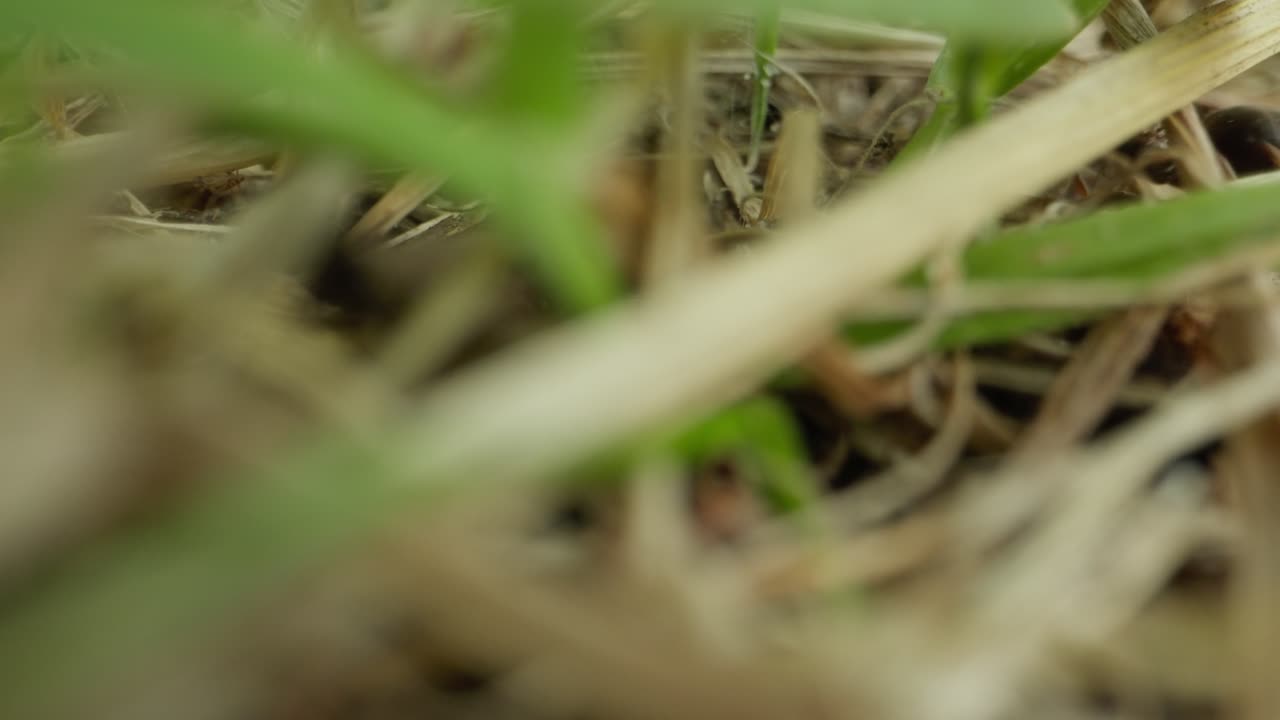 Macro of ant crawling on a plant stem, filmed in shallow depth of field