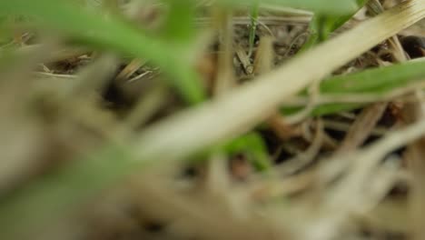 macro of ant crawling on a plant stem, filmed in shallow depth of field