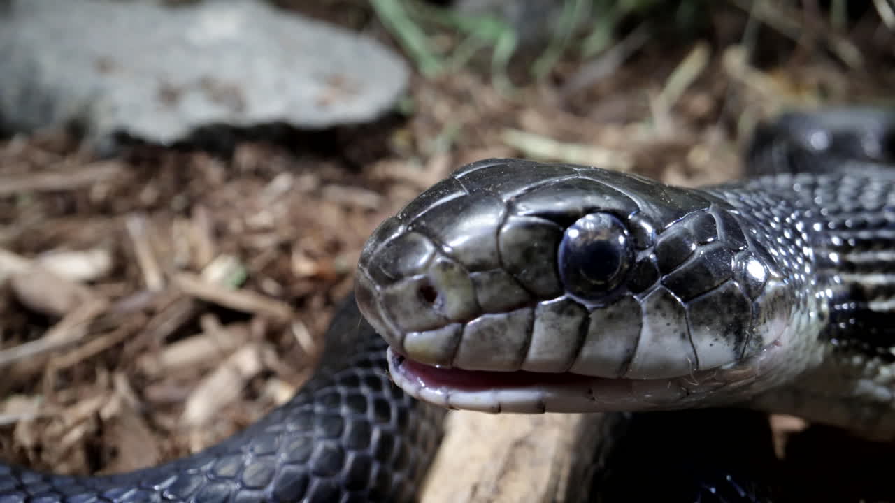 lengua de serpiente de rata negra cámara lenta