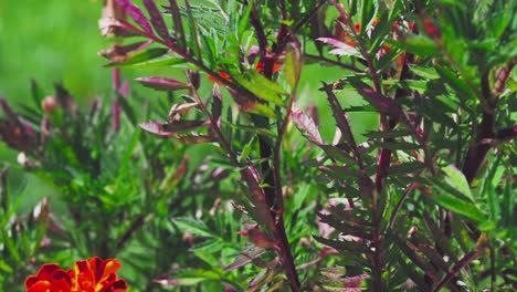 Ringelblumen-Haben-Eine-Schöne-Leuchtend-Orange-Farbe,-Die-Ihren-Garten-Erhellen-Wird