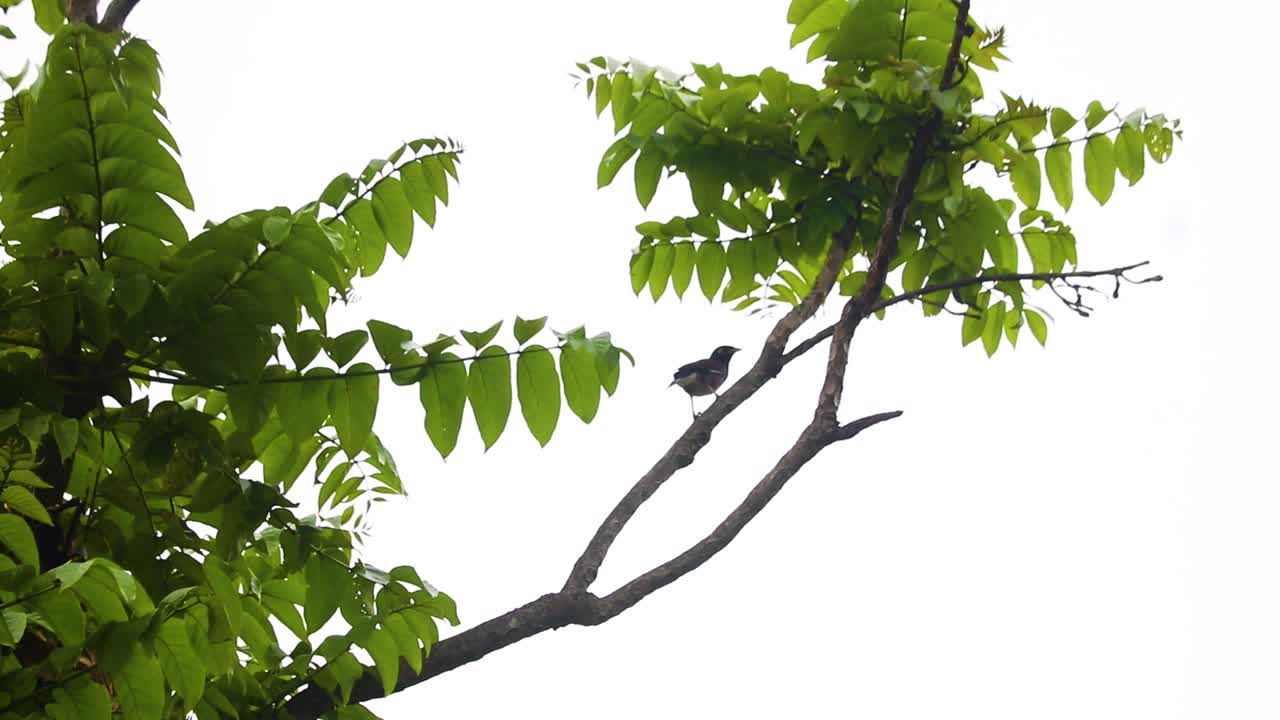Javan or white vented myna bird perching on a tree branch in rural Bangladesh
