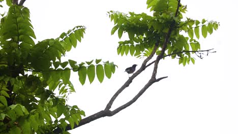 Javan-or-white-vented-myna-bird-perching-on-a-tree-branch-in-rural-Bangladesh