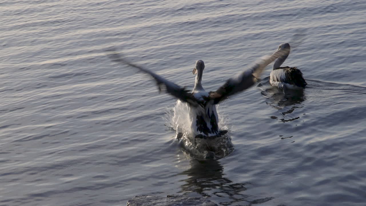 величественный пеликан грациозно взлетает со скалистого насеста и опускает крылья в замедленной съемке, скользя в спокойные, сверкающие воды внизу