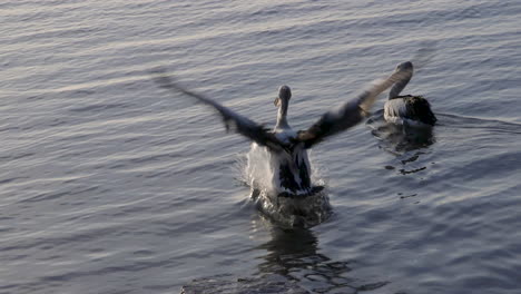 a majestic pelican gracefully takes off from a rocky perch and dips its wings in slow motion as it glides into the calm, glistening waters below