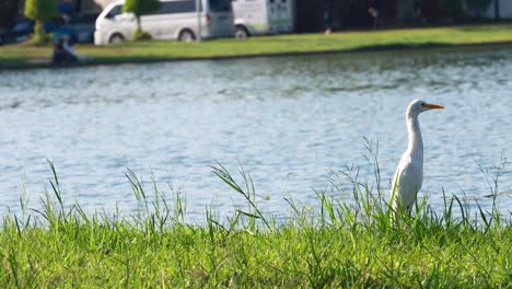 egret standing by a lake in a park