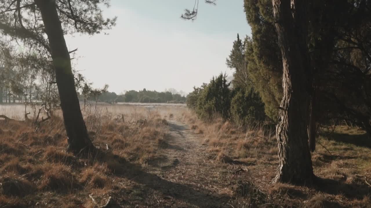 camino brumoso a través de un bosque de invierno