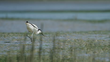 unique kluut bird walking on shallow water and looking for food, distance view