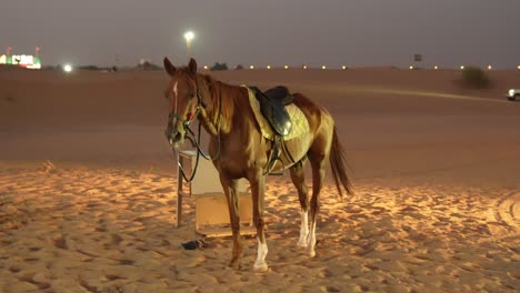 Caballo-Con-Correa-Parado-Solo-En-Un-Desierto-Con