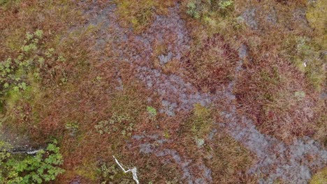 drone descending towards the ground, top down autumn wetland scene