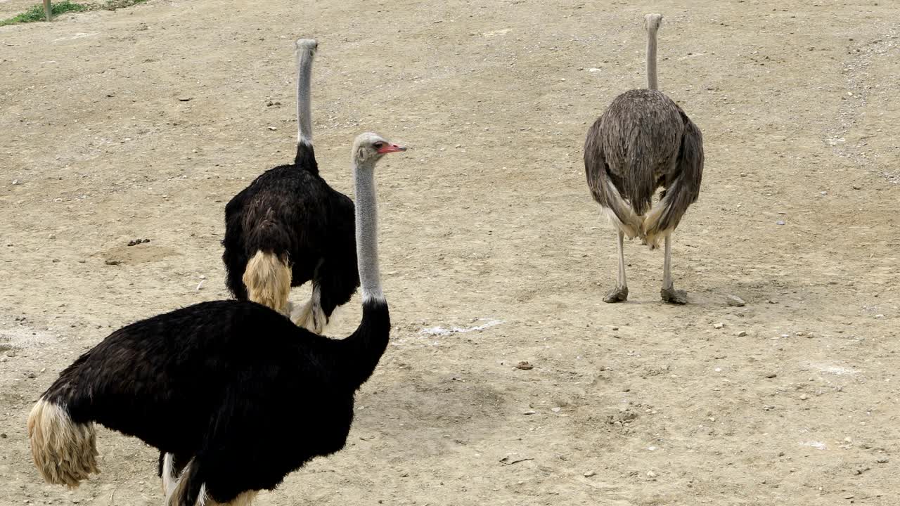 세 마리의 야생 새우가 고 있습니다.