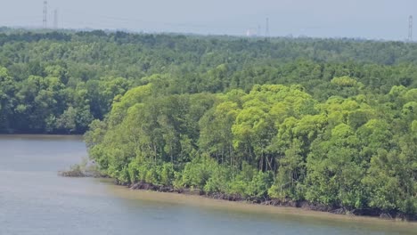 Panning-shot-of-river-and-mangrove-forest