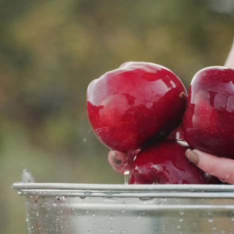 Frau-Wäscht-Saftige-Rote-Äpfel-über-Einem-Eimer-Wasser