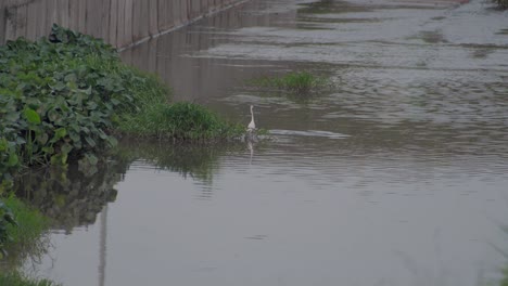 little egret walking in a pond water