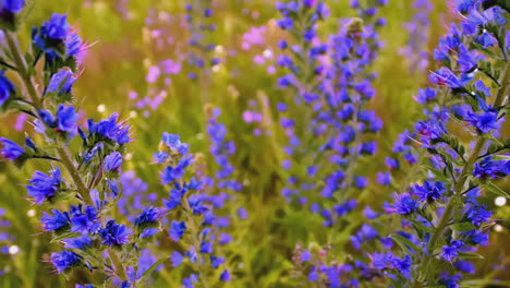 hermosas flores silvestres azules en un campo