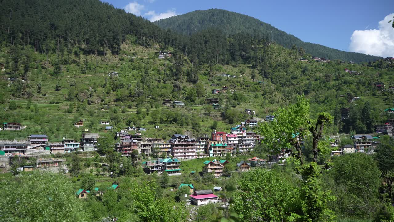 Wheat cultivated in the hilly areas.