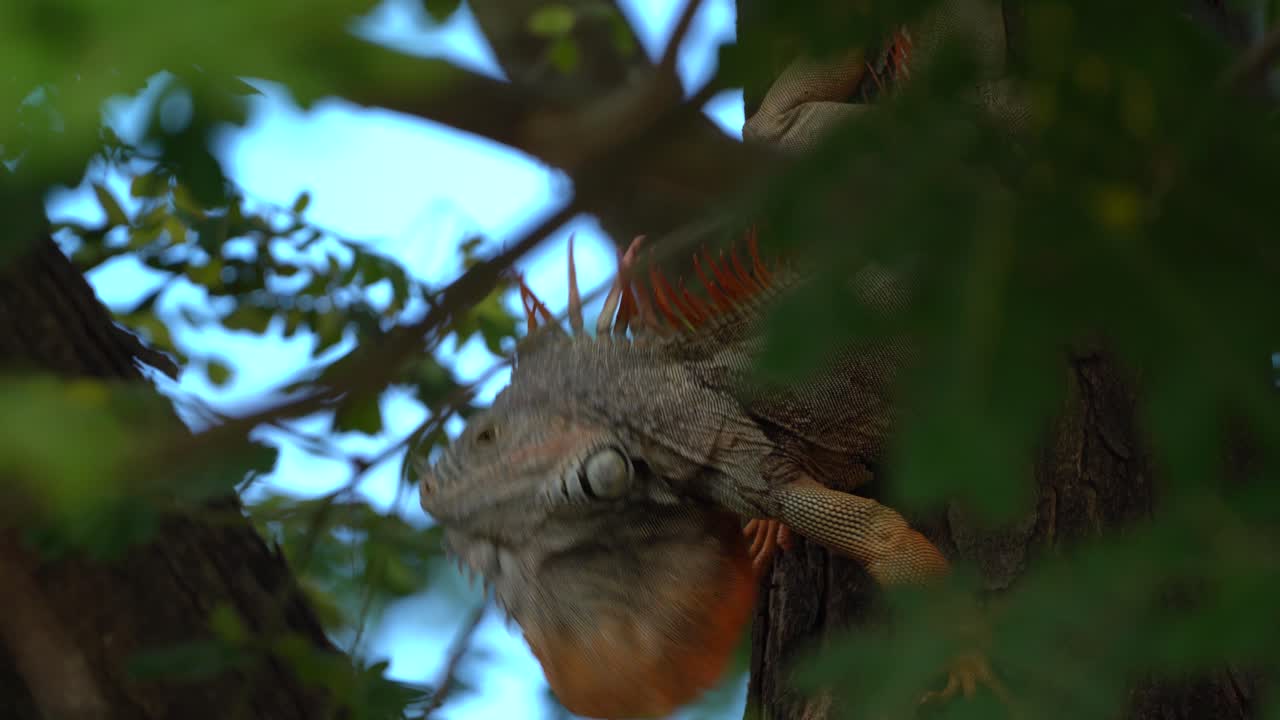 gran iguana verde macho moviendo la cabeza sentada en un árbol boca abajo