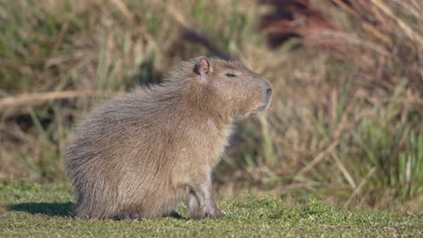 side view of capybara sitting in the grass. - static shot