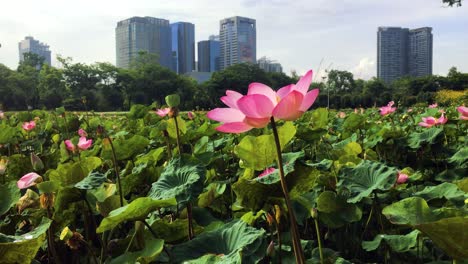 Beautiful-blooming-pink-lotus-in-lotus-pond-with-background-of-city-building,-morning-sunlight-at-Suan-Rot-Fai-or-Wachirabenjathat-Park