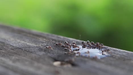 macro shot of swarm of ants drinking at a puddle of sugar water