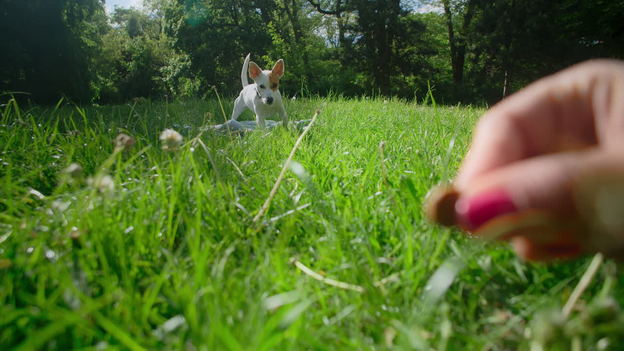 Dog Receiving a Treat in a Park