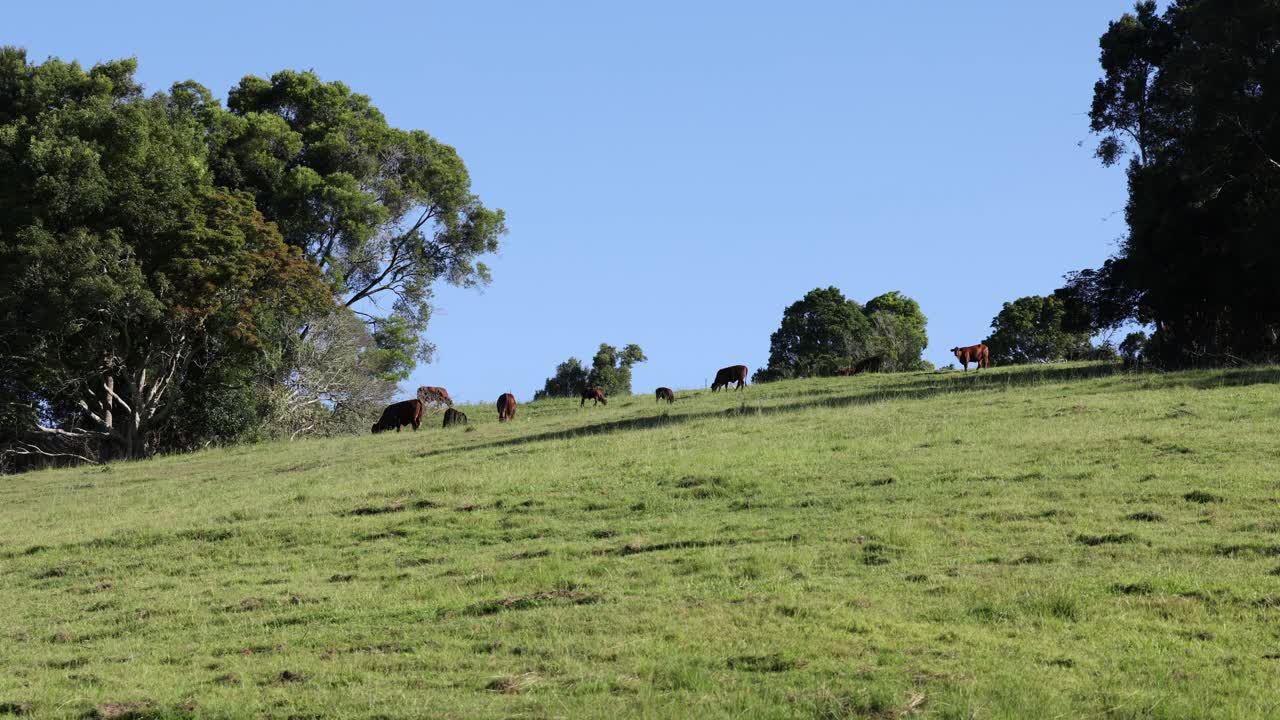 Vacas pastando tranquilamente em uma colina verdejante