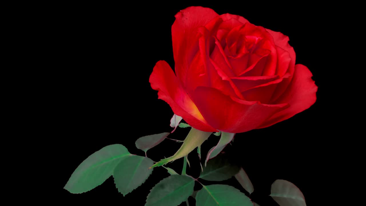 Beautiful opening pink rose . Petals of Blooming pink rose flower open, time lapse, close-up. Holiday, love, birthday design backdrop. Bud closeup. Macro