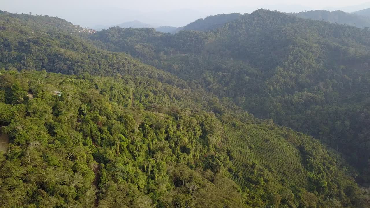 plantación de café en la selva montañosa boliviana