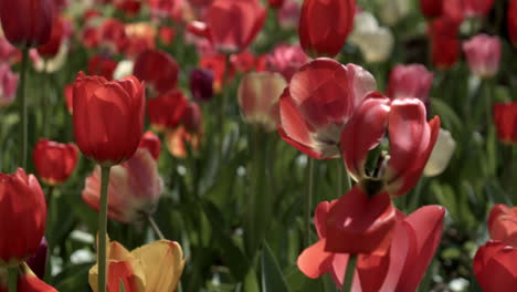 tulipanes en el parque en primavera