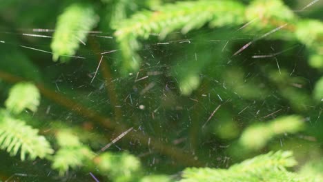 spider sitting in its web suddenly lunging towards something off camera