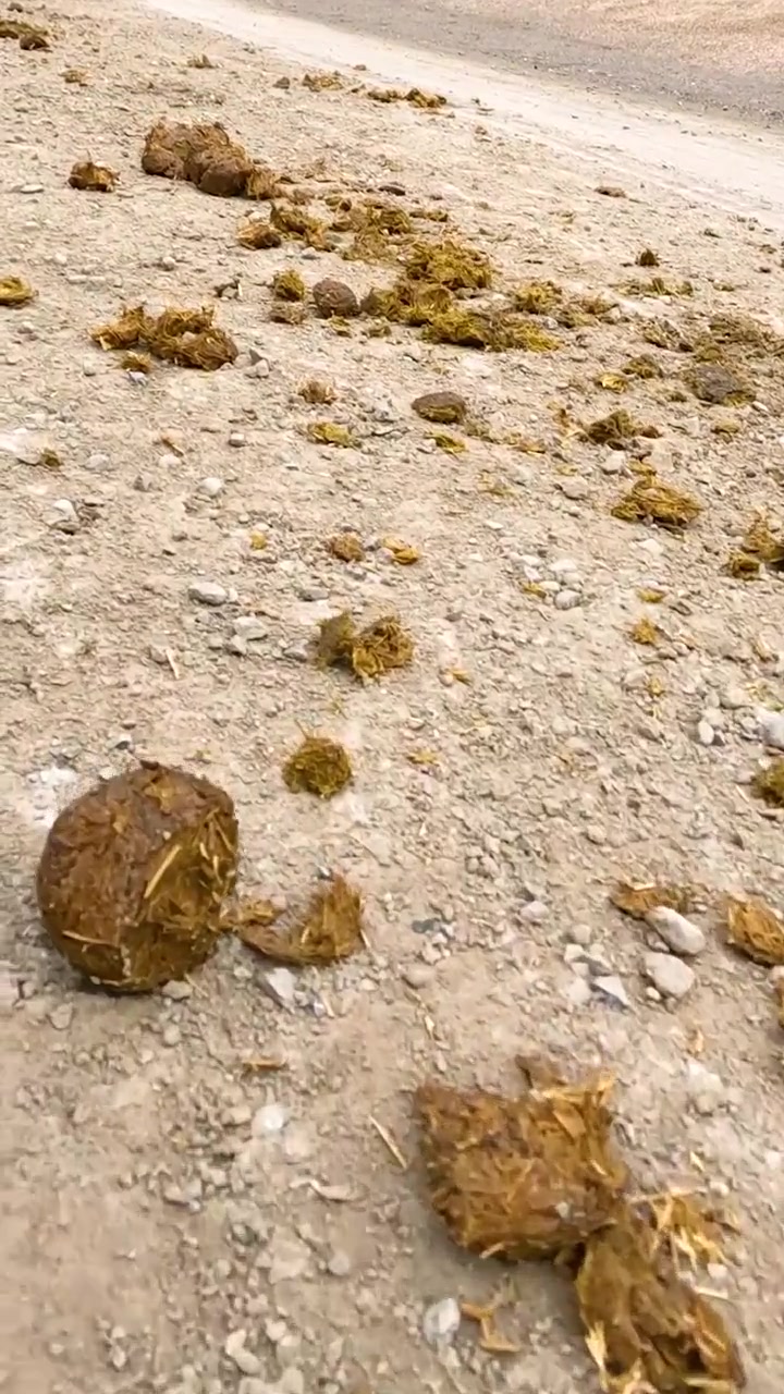 Una serie di immagini che mostrano letame di cavallo sparso lungo un sentiero sterrato, catturate con illuminazione naturale.