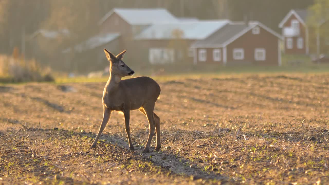 Rådyr opmærksomt med ørerne drejende i forskellige retninger på en tom mark en gylden morgen - Halvnært billede